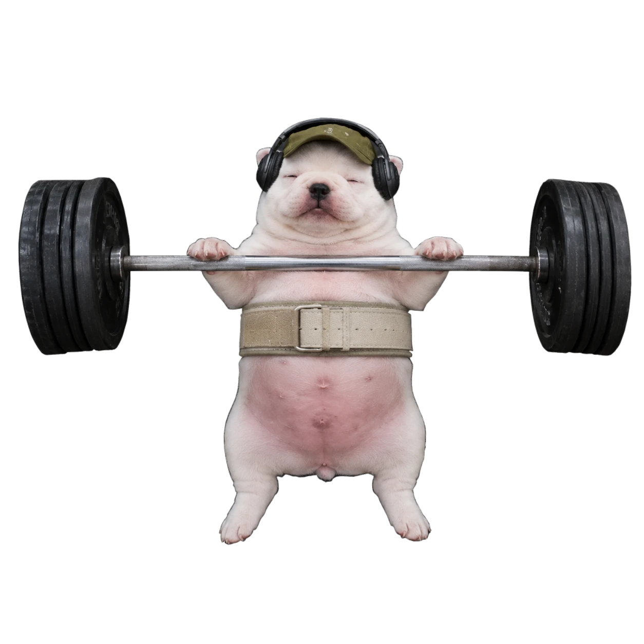 Gym Dog holding a barbell