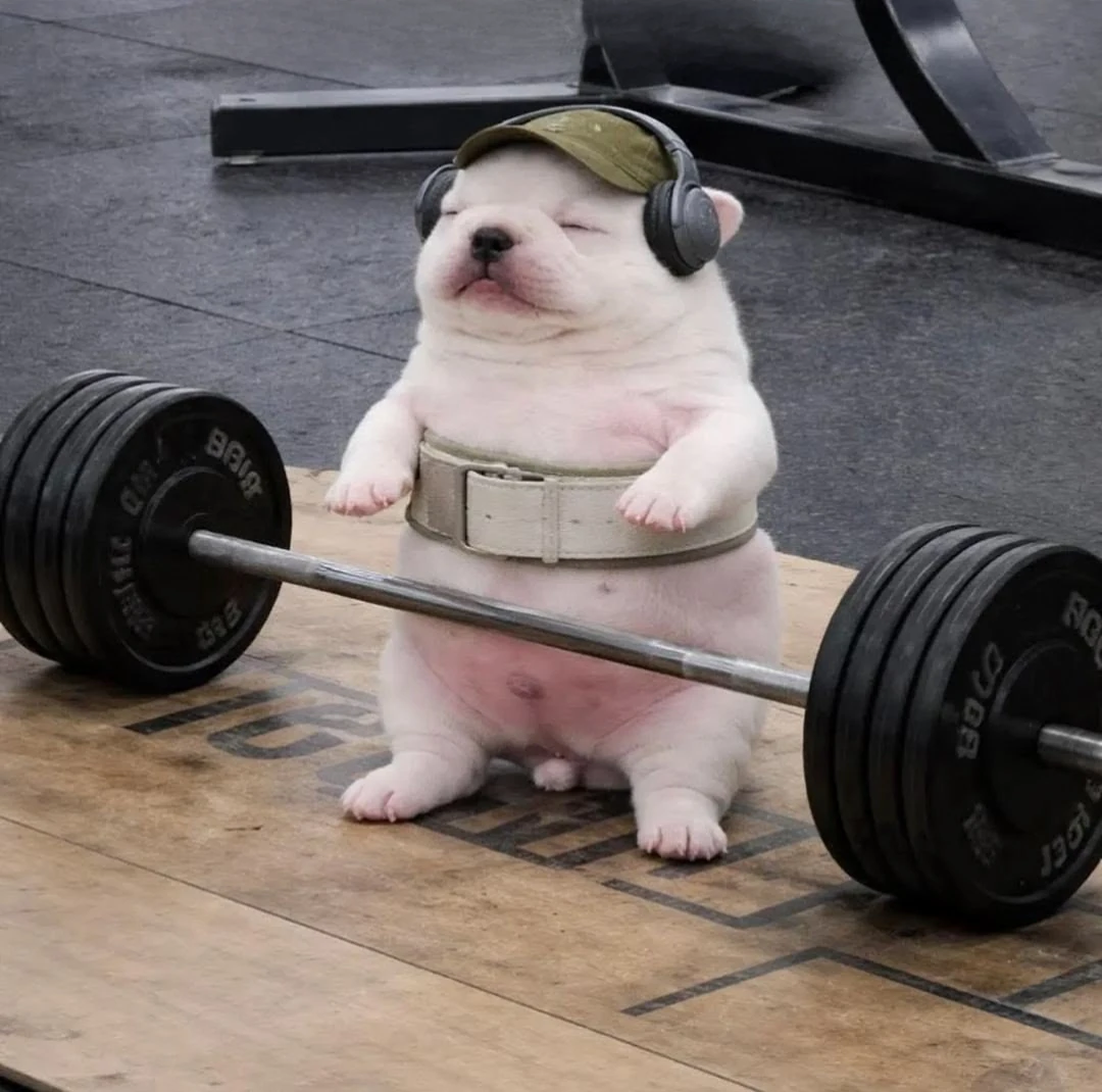Gym Dog sitting on the platform
